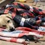 «هاوریتا» اپلیکیشن قاتلِ سگ‌های ولگرد ترکیه