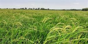 خوشه های برنج 35 هزارهکتاراراضی شالیزاری مازندران نمایان شد