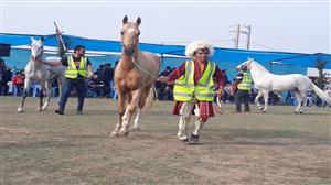 شانزدهمین جشنواره زیبایی اسب ترکمن در کلاله