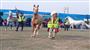 شانزدهمین جشنواره زیبایی اسب ترکمن در کلاله